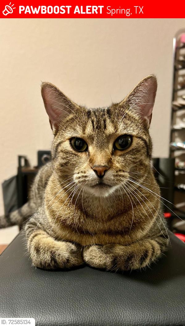 Lost Female Cat last seen Near Jadewing Ct, Spring Tx 77381, Spring, TX 77381