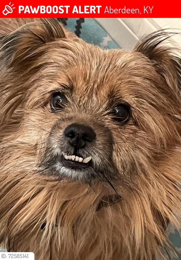 Lost Male Dog last seen Canneyville road and Brownsville road area , Aberdeen, KY 42261