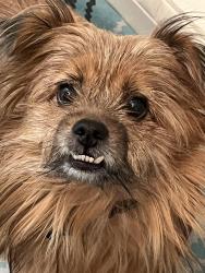 Lost Male Dog last seen Canneyville road and Brownsville road area , Aberdeen, KY 42261