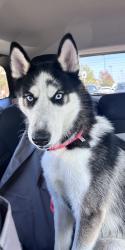 Lost Male Dog last seen Lincoln st , Rochester, NY 14605