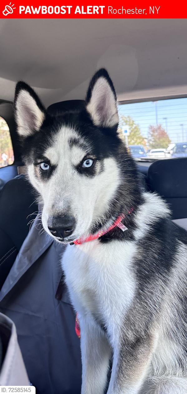 Lost Male Dog last seen Lincoln st , Rochester, NY 14605