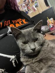 Lost Male Cat last seen Gay St. - Wilcox and Tunnel Blvd, Chattanooga, TN 37411