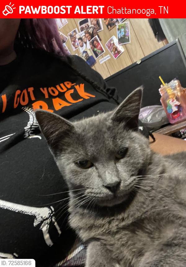 Lost Male Cat last seen Gay St. - Wilcox and Tunnel Blvd, Chattanooga, TN 37411