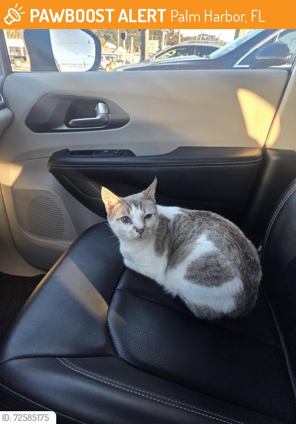 Found/Stray Female Cat last seen Alt 19 and Tampa Road, Palm Harbor, FL 34683