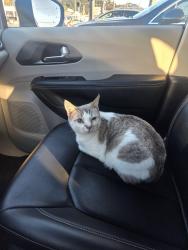 Found/Stray Female Cat last seen Alt 19 and Tampa Road, Palm Harbor, FL 34683