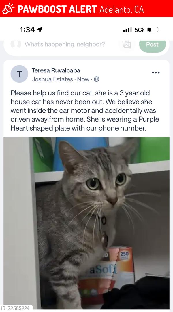 Lost Female Cat last seen Barcelona, Adelanto, CA 92301