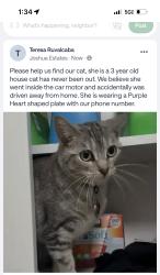 Lost Female Cat last seen Barcelona, Adelanto, CA 92301