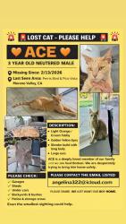 Lost Male Cat last seen Paris Boulevard and pico Vista 92557, Moreno Valley, CA 92557