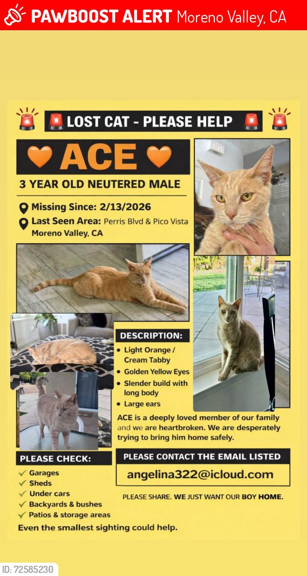 Lost Male Cat last seen Paris Boulevard and pico Vista 92557, Moreno Valley, CA 92557