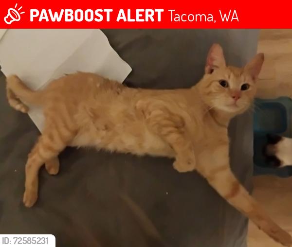 Lost Male Cat last seen 29th Street NE Tacoma & Federal Way near the Hong Kong Market , Tacoma, WA 98422
