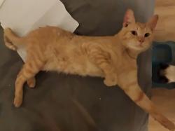 Lost Male Cat last seen 29th Street NE Tacoma & Federal Way near the Hong Kong Market , Tacoma, WA 98422