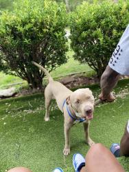 Lost Male Dog last seen East Berry st, Fort Worth, TX 76119