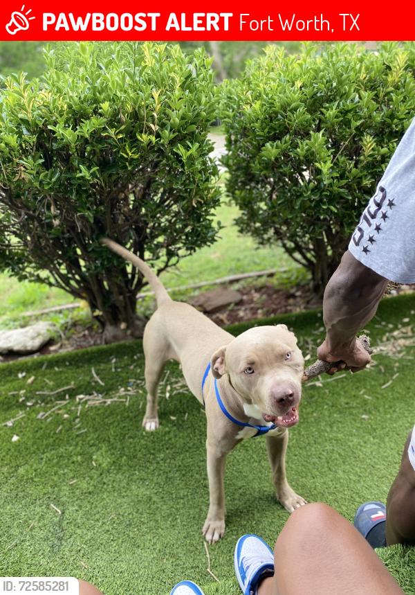 Lost Male Dog last seen East Berry st, Fort Worth, TX 76119
