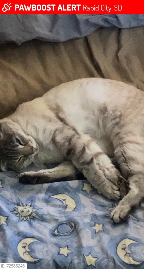Lost Female Cat last seen centennial park, Rapid City, SD 57701
