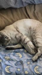 Lost Female Cat last seen centennial park, Rapid City, SD 57701