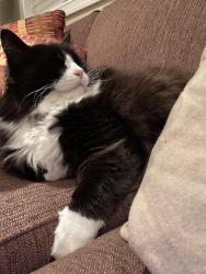 Lost Male Cat last seen 10A and 50 St, Delta, BC 