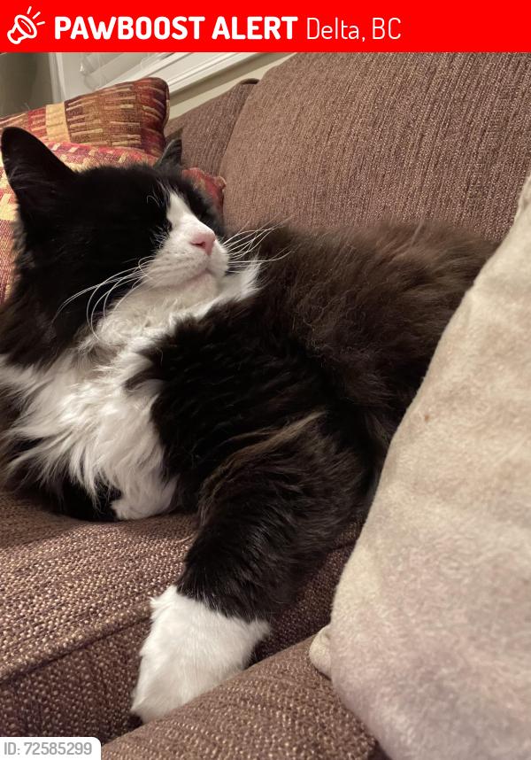 Lost Male Cat last seen 10A and 50 St, Delta, BC 