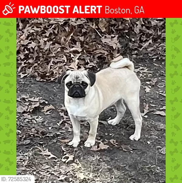 Lost Female Dog last seen Near Five Forks Road next to tree farm, Boston, GA 31626