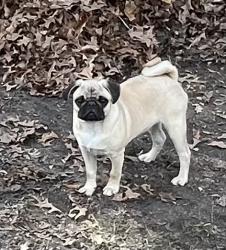 Lost Female Dog last seen Near Five Forks Road next to tree farm, Boston, GA 31626
