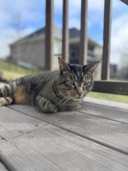 Found/Stray Male Cat last seen In yard, comes often, Louisville, KY 40245