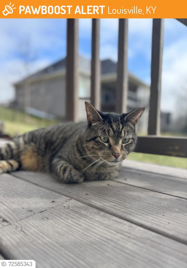Found/Stray Male Cat last seen In yard, comes often, Louisville, KY 40245