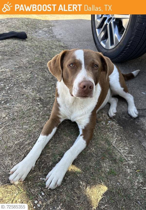 Found/Stray Female Dog last seen Near S Ewing Ave, Dallas, TX 75216, Dallas, TX 75216
