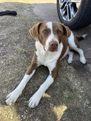 Found/Stray Female Dog last seen Near S Ewing Ave, Dallas, TX 75216, Dallas, TX 75216