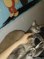 Lost Female Cat last seen Located near area of solis rd in La feria and us 83 frontage rd, La Feria, TX 78559