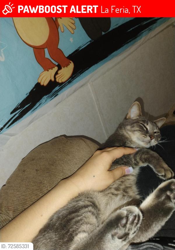 Lost Female Cat last seen Located near area of solis rd in La feria and us 83 frontage rd, La Feria, TX 78559