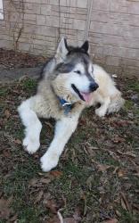 Lost Male Dog last seen Health Department Rd and Country Club Rd, Murphysboro, IL 62966