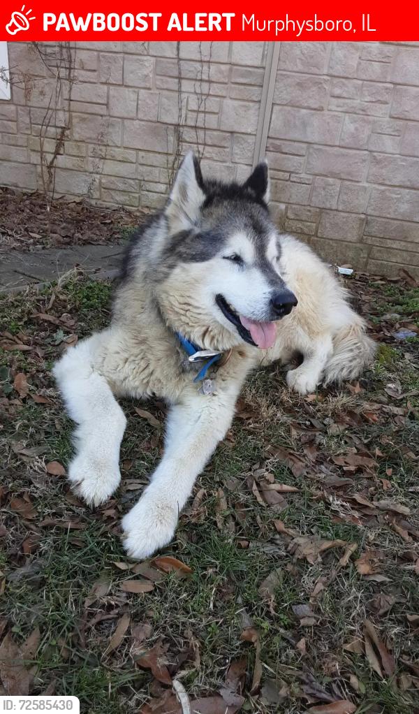 Lost Male Dog last seen Health Department Rd and Country Club Rd, Murphysboro, IL 62966