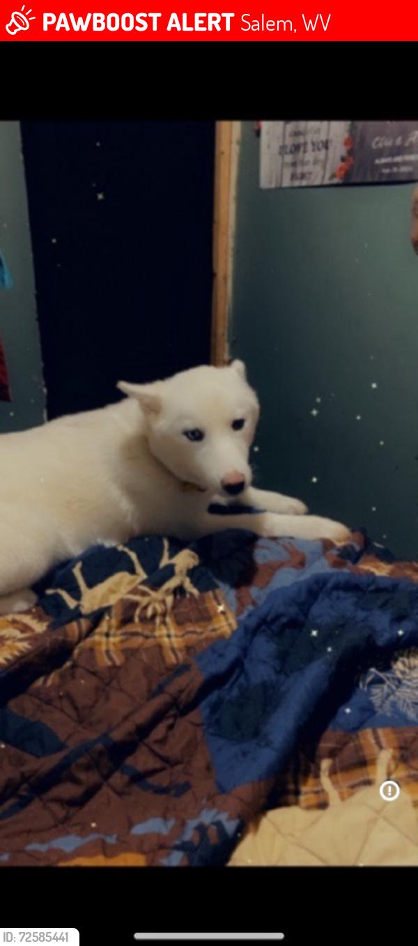 Lost Female Dog last seen There’s a park close by , Salem, WV 26426