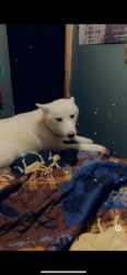 Lost Female Dog last seen There’s a park close by , Salem, WV 26426