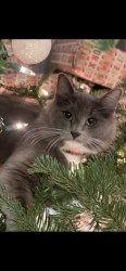 Lost Male Cat last seen Hereford, Gladstone, OR 97027