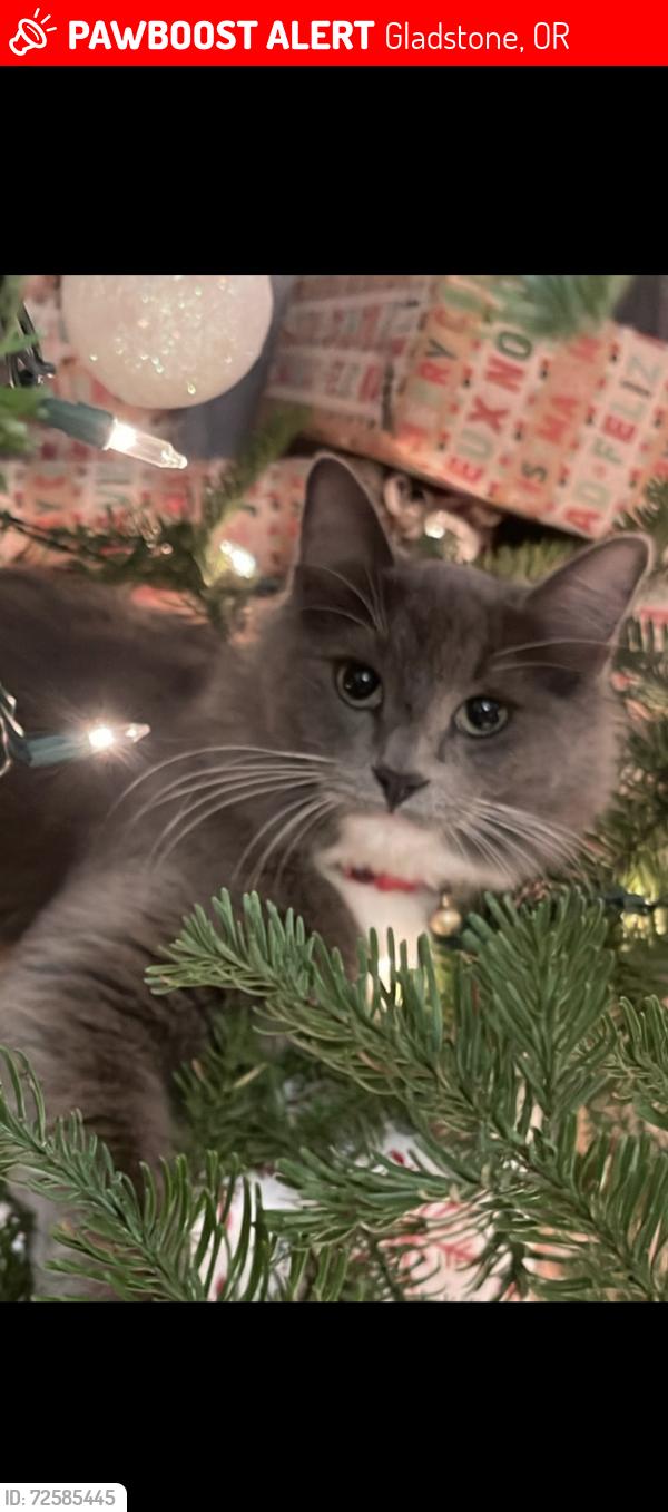 Lost Male Cat last seen Hereford, Gladstone, OR 97027