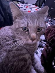 Lost Male Cat last seen Johnston Ave, Hemet, CA 92543