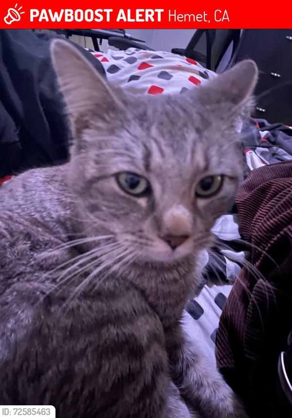 Lost Male Cat last seen Johnston Ave, Hemet, CA 92543