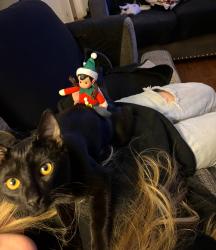 Reunited Male Cat last seen Florence & D st, Ontario, CA 91764