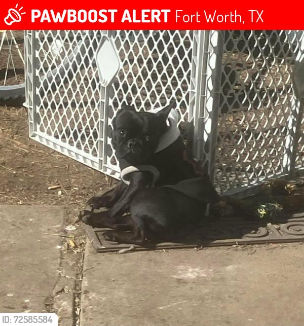 Lost Male Dog last seen Avenue J, Fort Worth, TX 76105