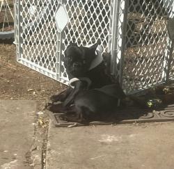 Lost Male Dog last seen Avenue J, Fort Worth, TX 76105