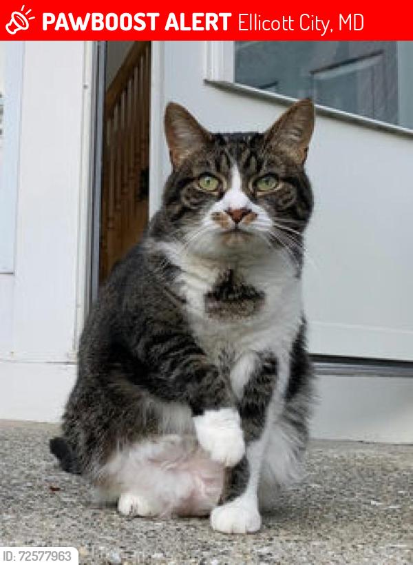 Lost Female Cat last seen Near Hollifield Station Elementary School, down in the townhouse cul-de-sac, Ellicott City, MD 21043