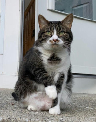 Lost Female Cat last seen Near Hollifield Station Elementary School, down in the townhouse cul-de-sac, Ellicott City, MD 21043