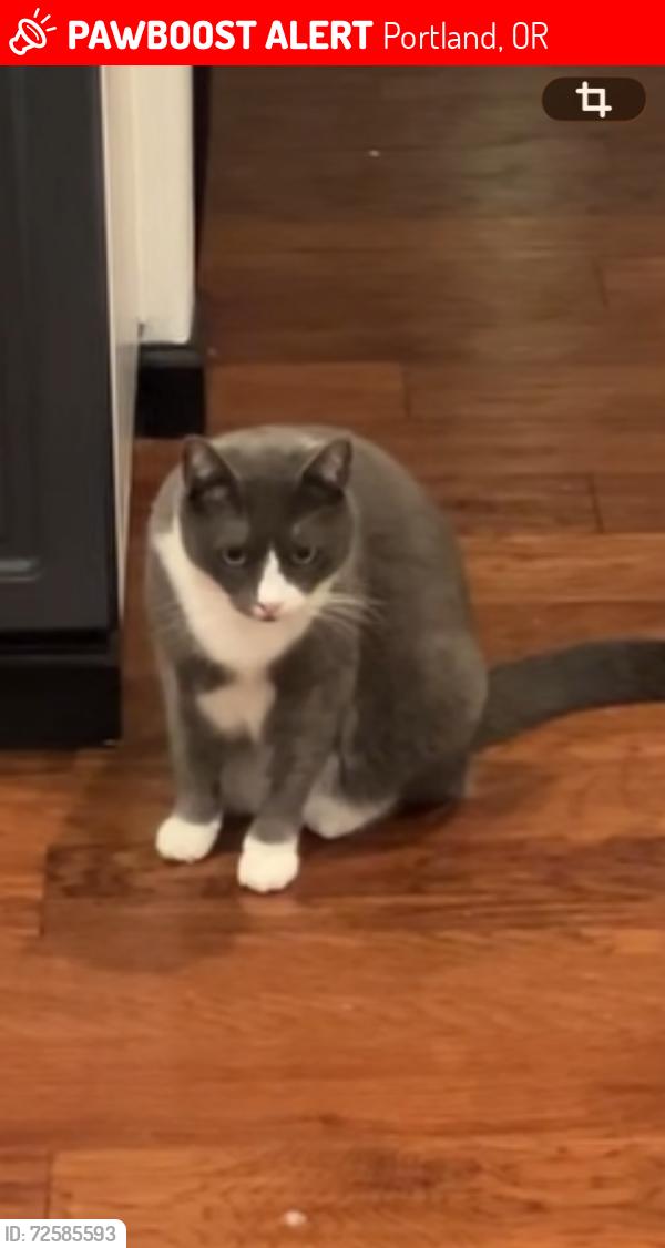 Lost Female Cat last seen King city, Tualatin, OR 97062