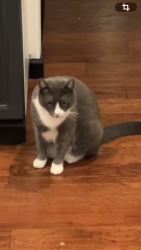 Lost Female Cat last seen King city, Tualatin, OR 97062