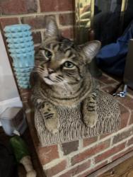 Lost Male Cat last seen Off of Weddington Rd behind Waverly , Matthews, NC 28104