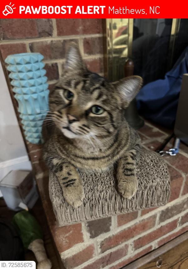 Lost Male Cat last seen Off of Weddington Rd behind Waverly , Matthews, NC 28104