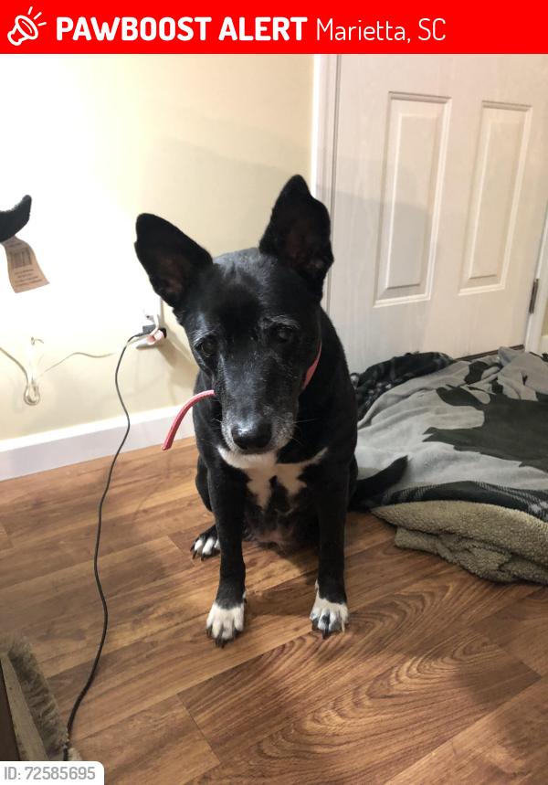 Lost Female Dog last seen Hartcut Road, Marietta, SC 29661
