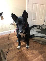 Lost Female Dog last seen Hartcut Road, Marietta, SC 29661