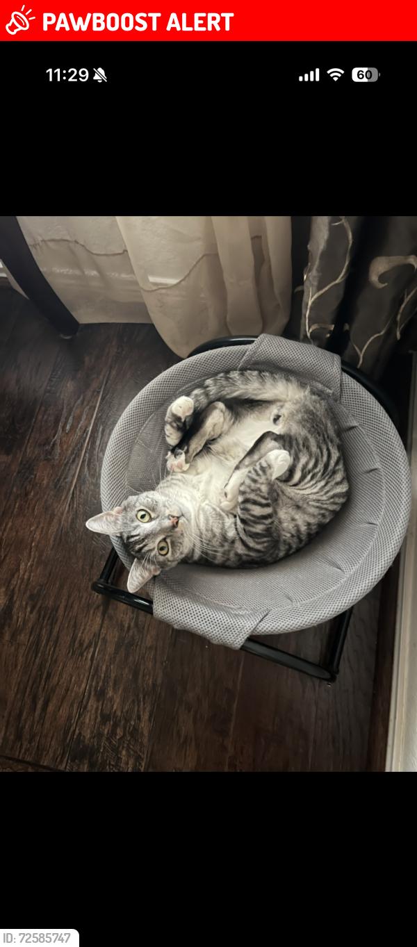 Lost Male Cat last seen Juniper berry Dr , Waterview Estates, TX 77407