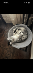 Lost Male Cat last seen Juniper berry Dr , Waterview Estates, TX 77407